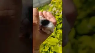 Новорождённые котята