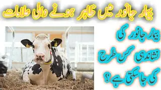 بیمار جانور میں ظاہر ہونے والی علامات |Signs of Sickness In Livestock Animals