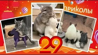 Лучшие приколы про ШИНШИЛЛ! Смешные ШИНШИЛЛЫ! Funny chinchillas❤#29