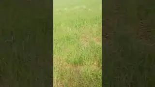 Cover crop preplant