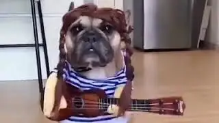 Смешные костюмы для собак