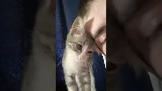 Люблю Дракончика Своего! Так зовут Кота
