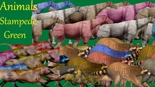 Green Screen 3 Animals Stampede Running and Walking Green Screen Blue Screen HD Animals Video