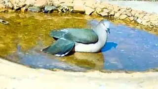 juriti tomando banho no pequeno lago