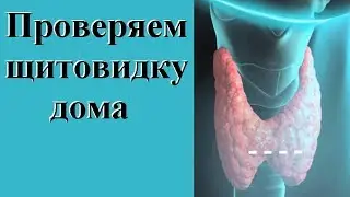 Как проверить щитовидную железу самостоятельно