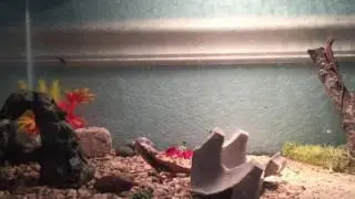Pet anole eating a fly