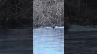 Охота на селезня утки, с подсадной, сделали шалаш))).