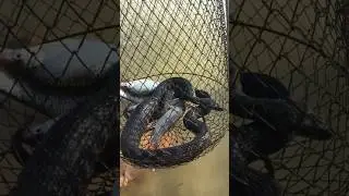 Поднял садок, а там ЭТО! Ейск