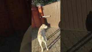Белочка 🐿️🔥 пробежала по забору👍🐿️))