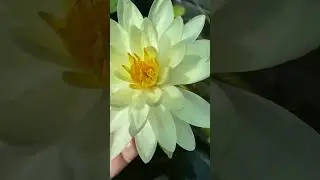 Нимфея🌼🌿🌼🌿🌼 3 августа 24г🌿