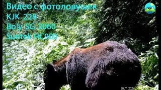 ЛЕТО 2024 Видео с фотоловушек #природа #nature #trailcamera