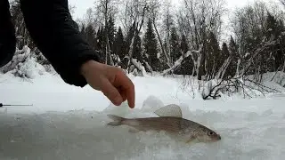 Хариус зимой в пермском крае.