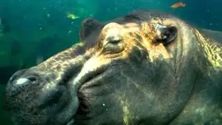 What's New with Hippos - Cincinnati Zoo
