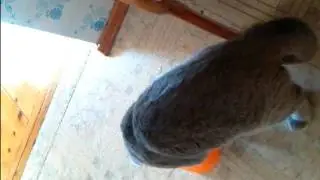 Кот Симон пьет воду