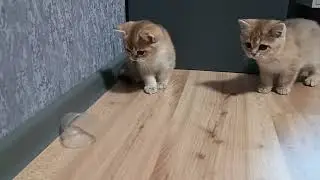 Золотые шиншиллы играют.