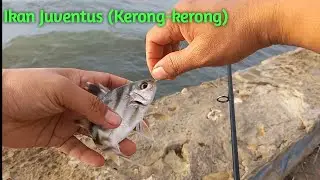 Mancing Pinggiran‼️ Mencoba Tarikan Ikan Kerong-kerong