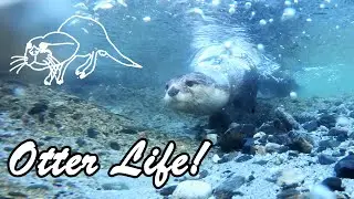 The otters are excited to see the white sandy beach and clear water. [Otter life Day 584]