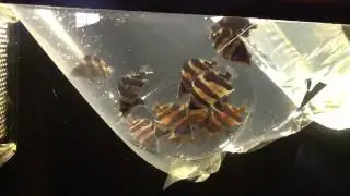 Mini Indonesia Tigers