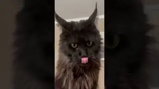 😈 Угрозы от мейн-куна