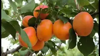 Apricot Harostar. Apricot Harostar. The best variety for drying with a very sweet taste