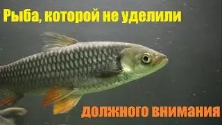 Бешеный барбус или Торпедовидный лептобарбус хевени