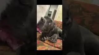 Канекорсо ванлав или дружба кот и пёс