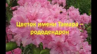 Цветок имени Тамара рододендрон