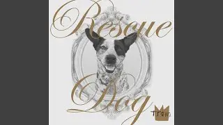 Rescue Dog