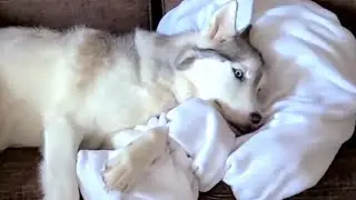 Husky Toe Beans #shorts