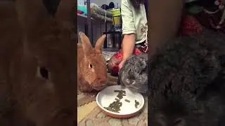 Bunny Date