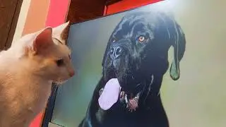 Cat reaction video  // cat act like human