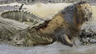 The Crocodile is in Action! Who is stronger crocodile or lion. What is a crocodile capable of