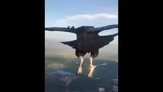 Человек и птица в полете