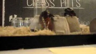 Cockroach Rumble