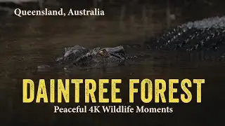 Wildlife of the Daintree Rainforest | Cassowaries, Crocodiles & Creatures of the Jungle (4K)