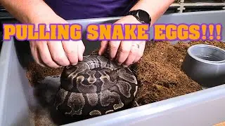 It is the beginning of our ABYSS project.  This is the safe way to make ALL BLACK BALL PYTHONS!