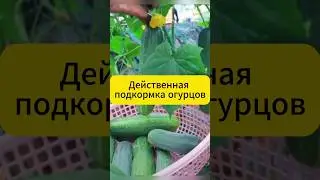 Действенная подкормка огурцов в августе!  #дача #огород #огурцы #подкормка