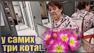 Самвел Адамян/Цветы с запиской/У самих три кота, три квартиры и Мама!