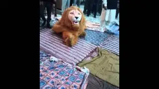 Amarpali Mata ki chowki 7