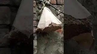 Original batair ki naw kamal awaz