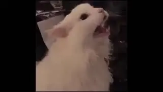 cat said: