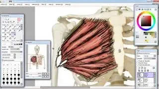 Cómo dibujar músculo del pectoral mayor/ paint tool sai/ Huion h420
