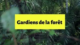 Gardiens de la forêt tropicale