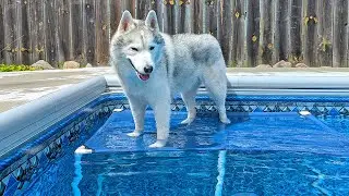 We Made a Swimming Pool Platform For the Huskies!