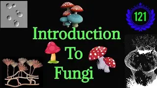 Introduction To Fungi  @EnteMicrobialWorld #microbiology #microbes #fungi #education #biology #vbs