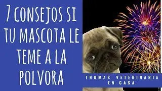 7 consejos si tu mascota le teme a la pirotecnia - THOMAS VET