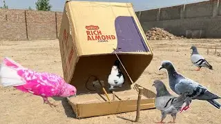 Cardboard Box  Birds Trap Easy | How To Make Pigeon Trap Using Cardboard Box | 