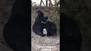 Курица и цыплята