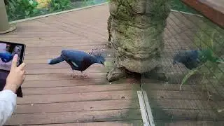 Central Park Zoo, New York October 2021 [4K]