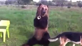 RUSSIAN BEAR